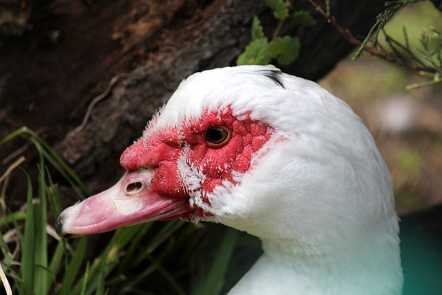 应对于冠军 应对于冠军