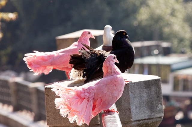 与克罗地亚 与克罗地亚